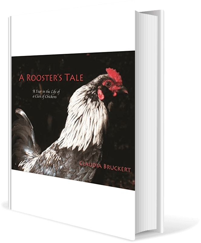 A Rooster’s Tale: A Year in the Life of a Clan of Chickens