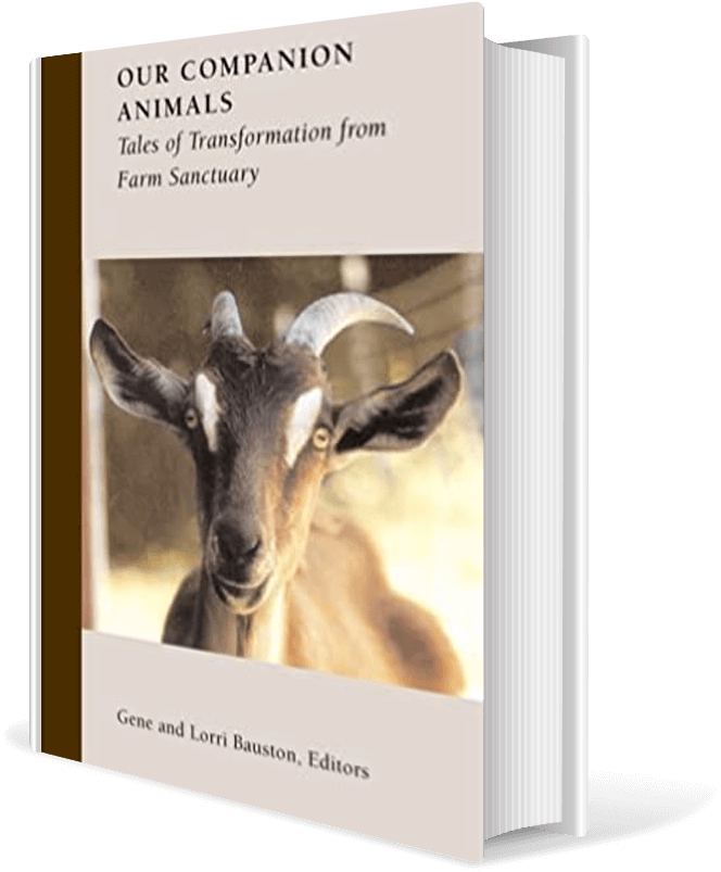 Our Companion Animals