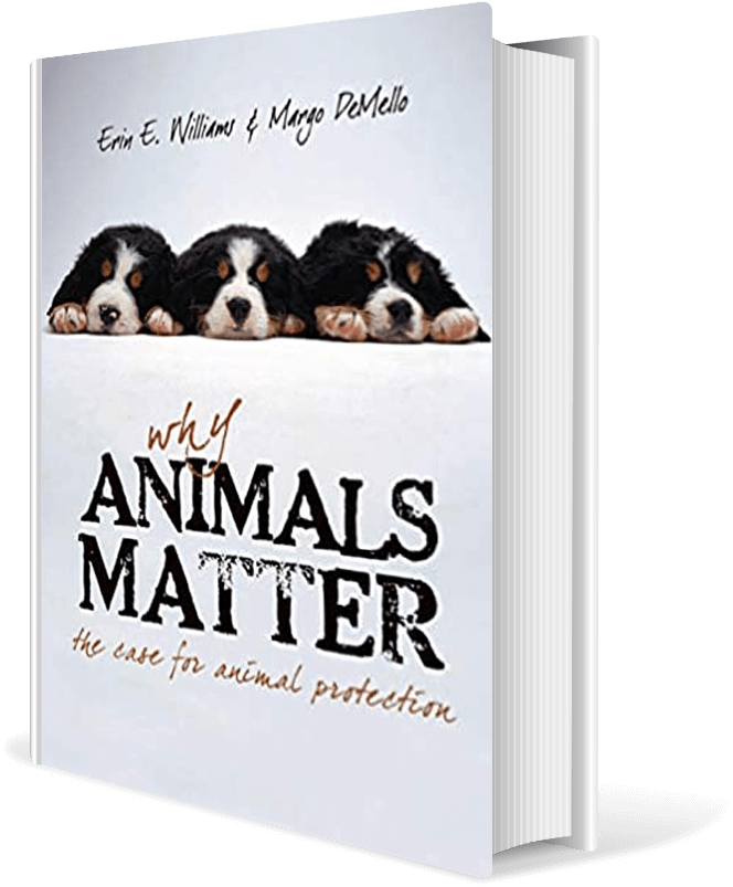 Why Animals Matter: The case for animal protection