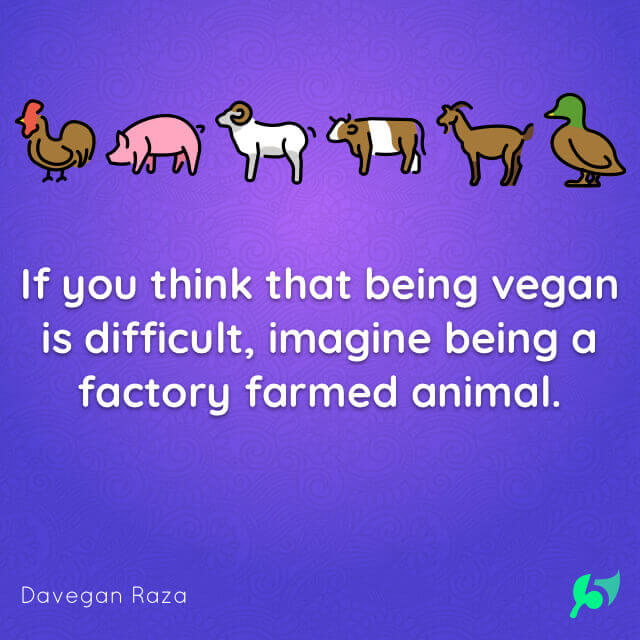 If you think that being vegan is difficult, imagine being a factory farmed animal.
