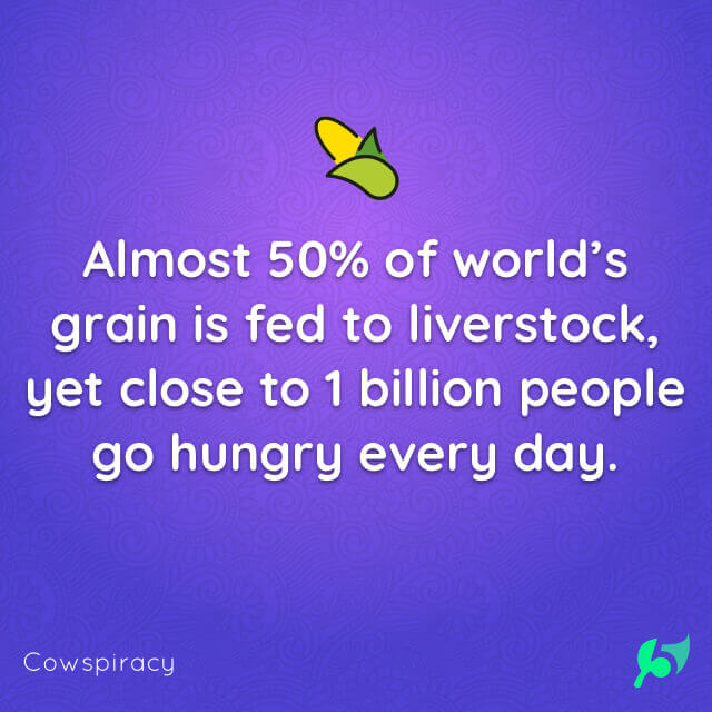 Almost 50% of world’s grain is fed to liverstock, yet close to 1 billion people go hungry every day.