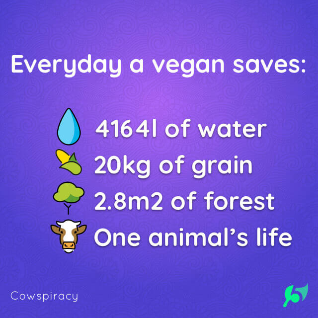 Everyday a vegan saves: 4164l of water 20kg of grain 2.8m2 of forest One animal’s life