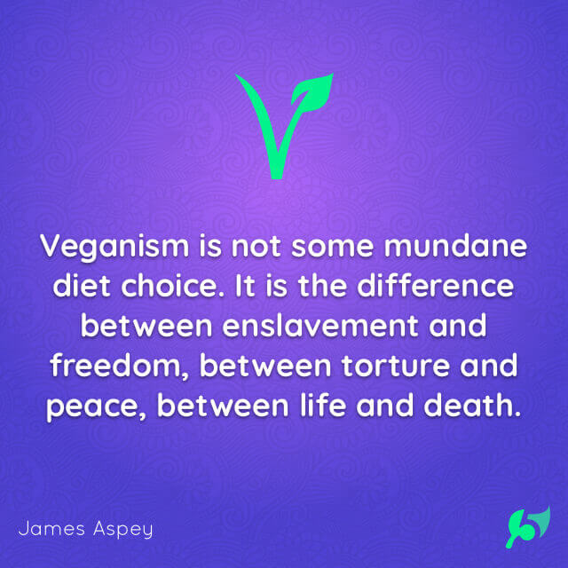 Veganism is not some mundane diet choice. It is the difference between enslavement and freedom, between torture and peace, between life and death.