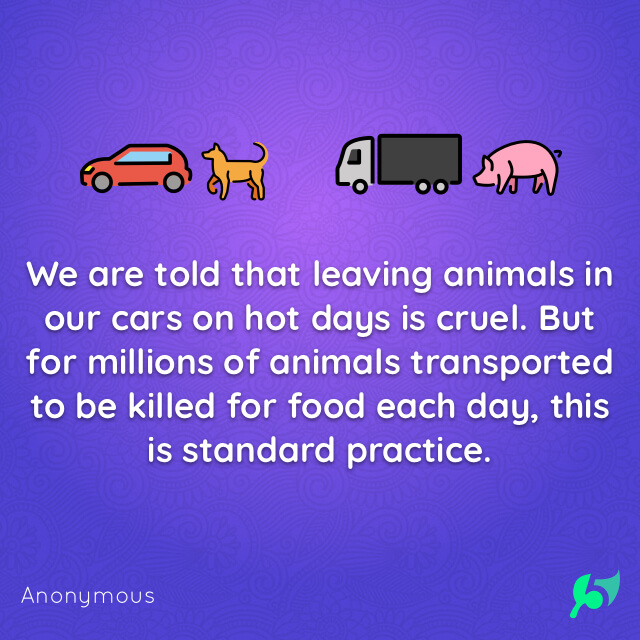 We are told that leaving animals in our cars on hot days is cruel. But for millions of animals transported to be killed for food each day, this is standard practice.