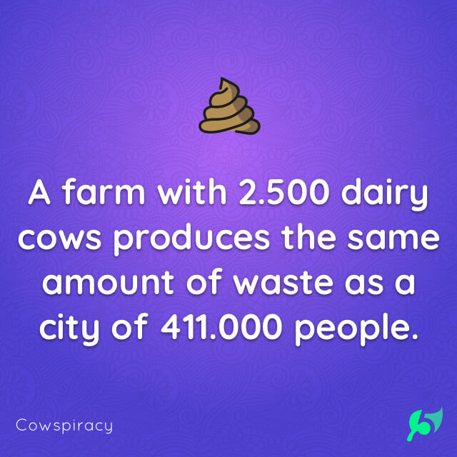 A farm with 2.500 dairy cows produces the same amount of waste as a city of 411.000 people.
